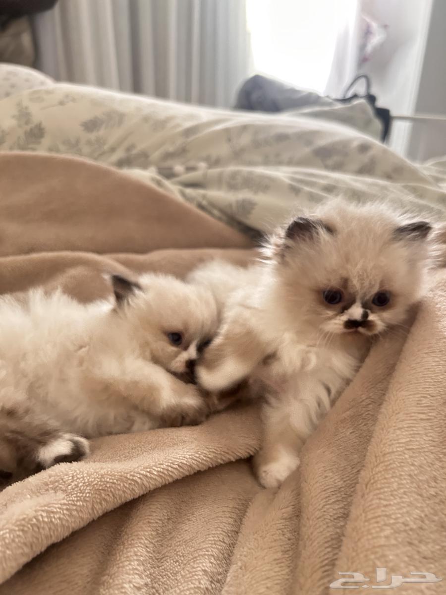 Kittens for sale63470411456385111