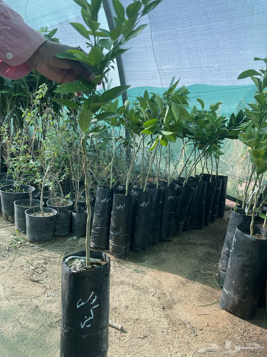 Various citrus seedlings63052478509954114