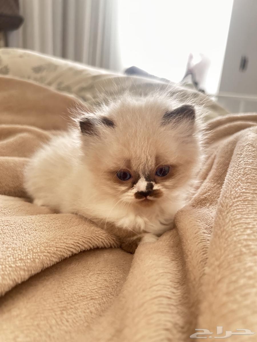 Kittens for sale63470411456385110