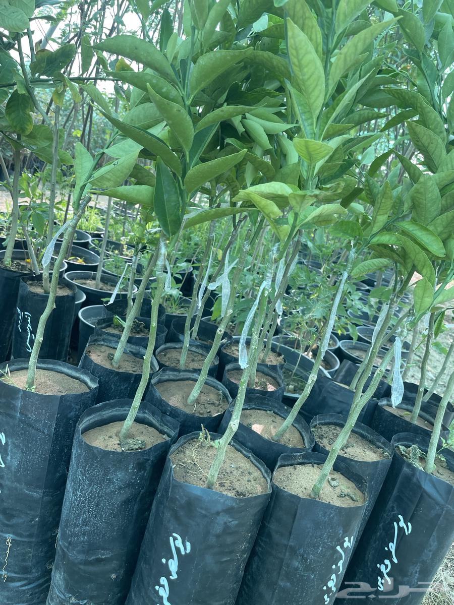 Various citrus seedlings63052478509954112