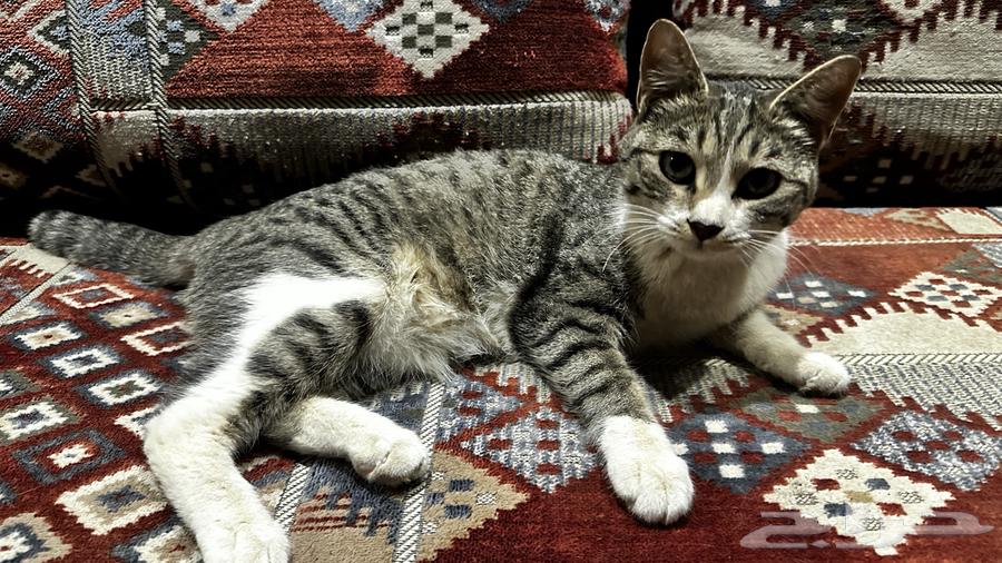 Beautiful, friendly spayed cat for adoption63065986444803113