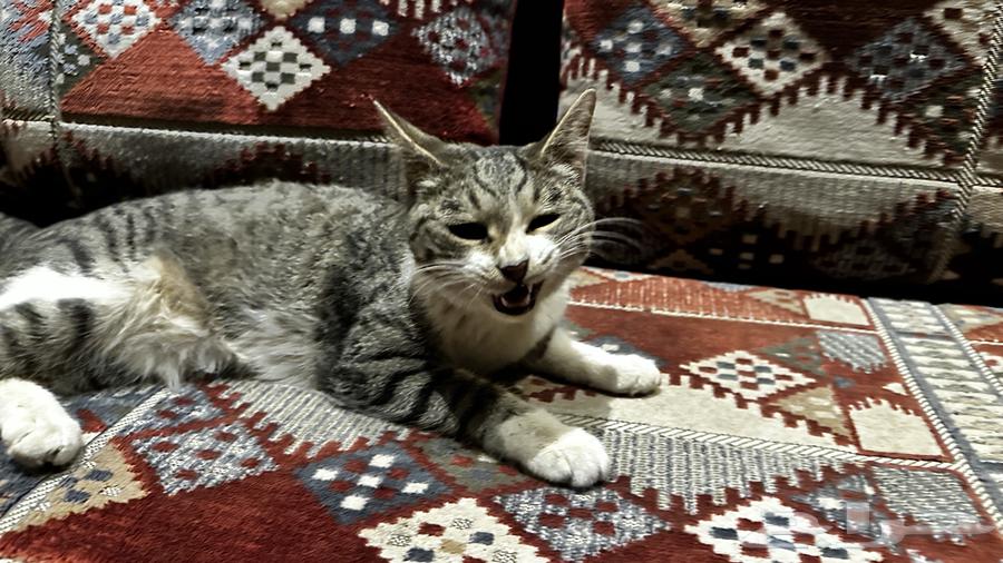 Beautiful, friendly spayed cat for adoption63065986444803111