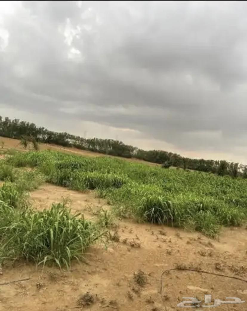 مزرعه للبيع جاهزه من جميع النواحي63054061802497114