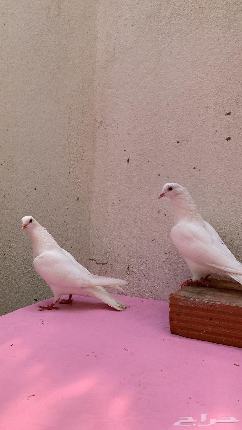 حمام فرنسي63053673233537111