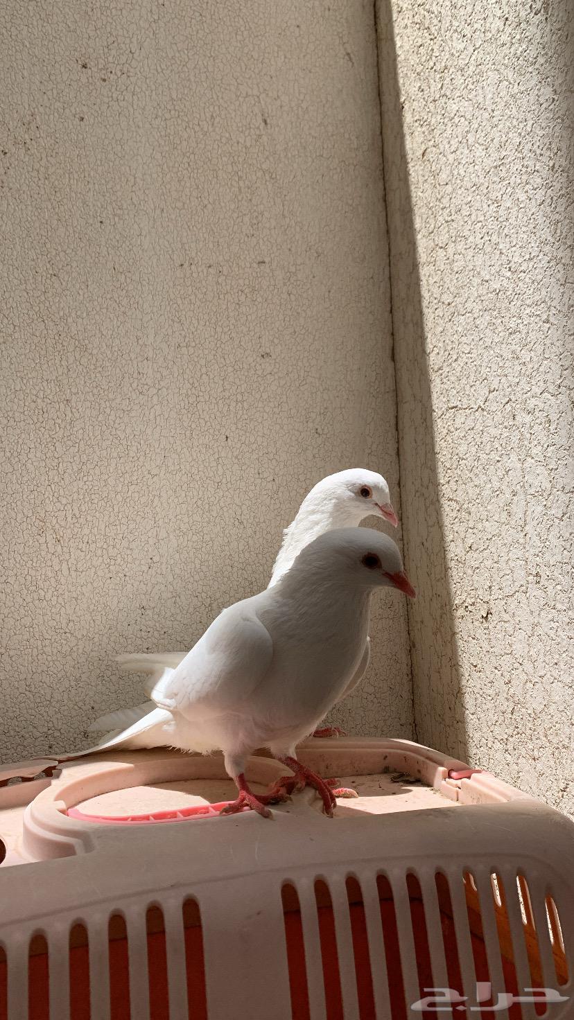 حمام فرنسي63053673233537112