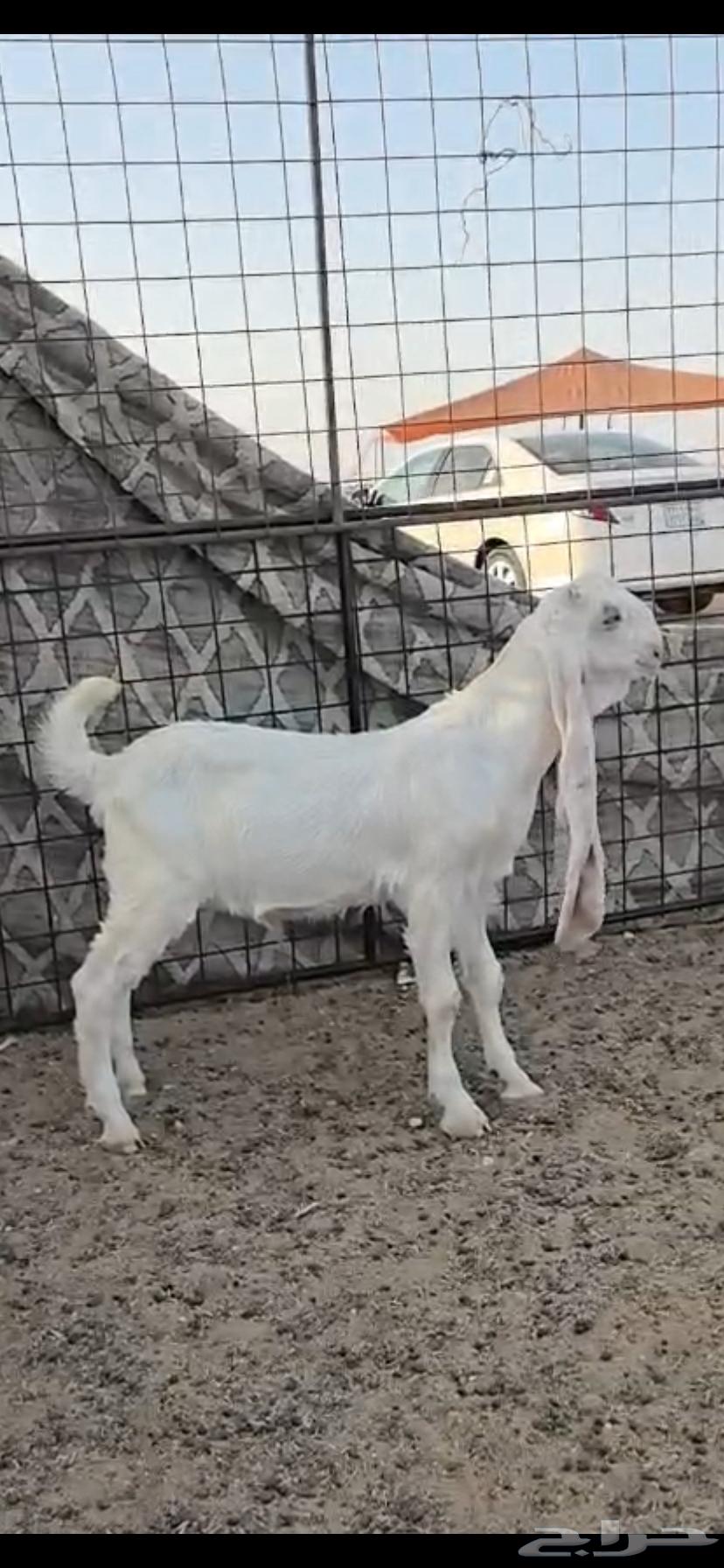تيس هولندي فاااخر630564463486741127