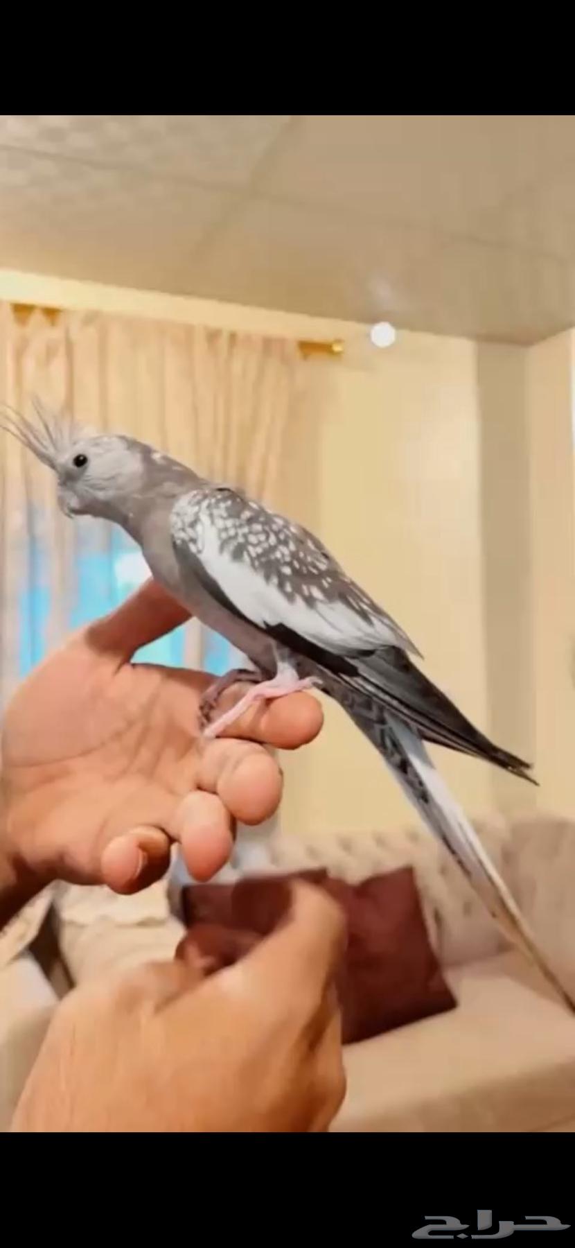 جوز كروان63052483761666112