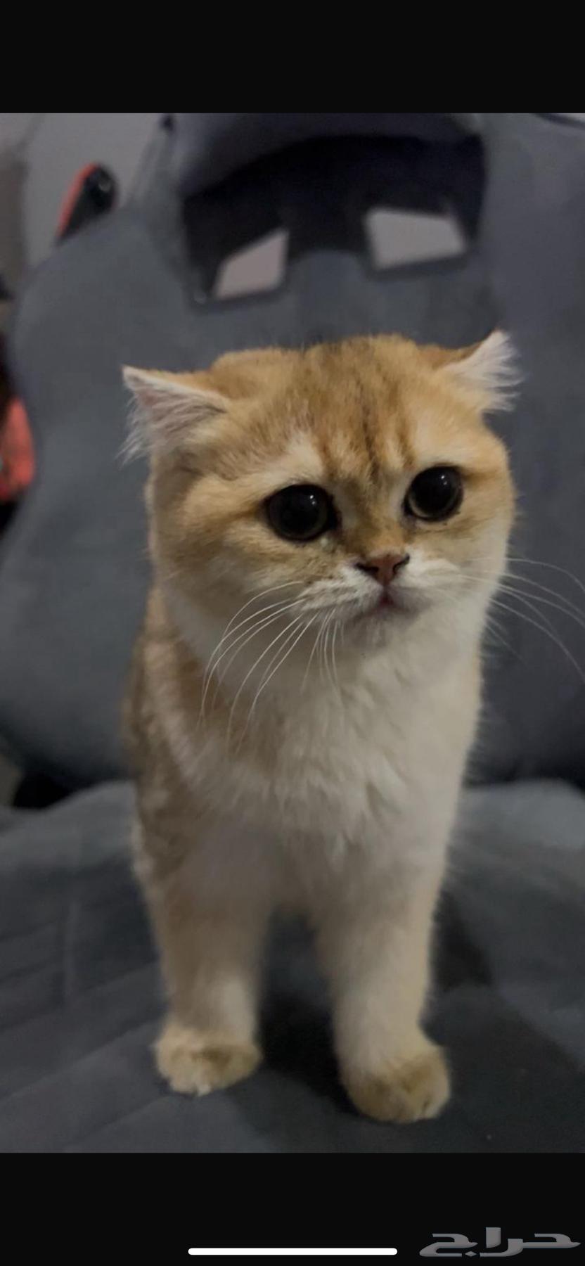 للبيع قطه بريتش فولد63052865364098111