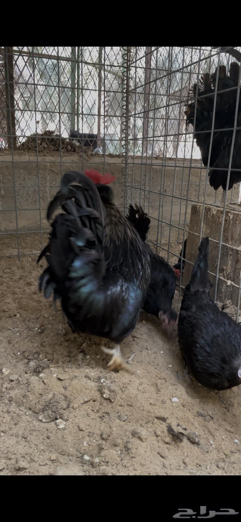 Chicken for sale63052484402946114