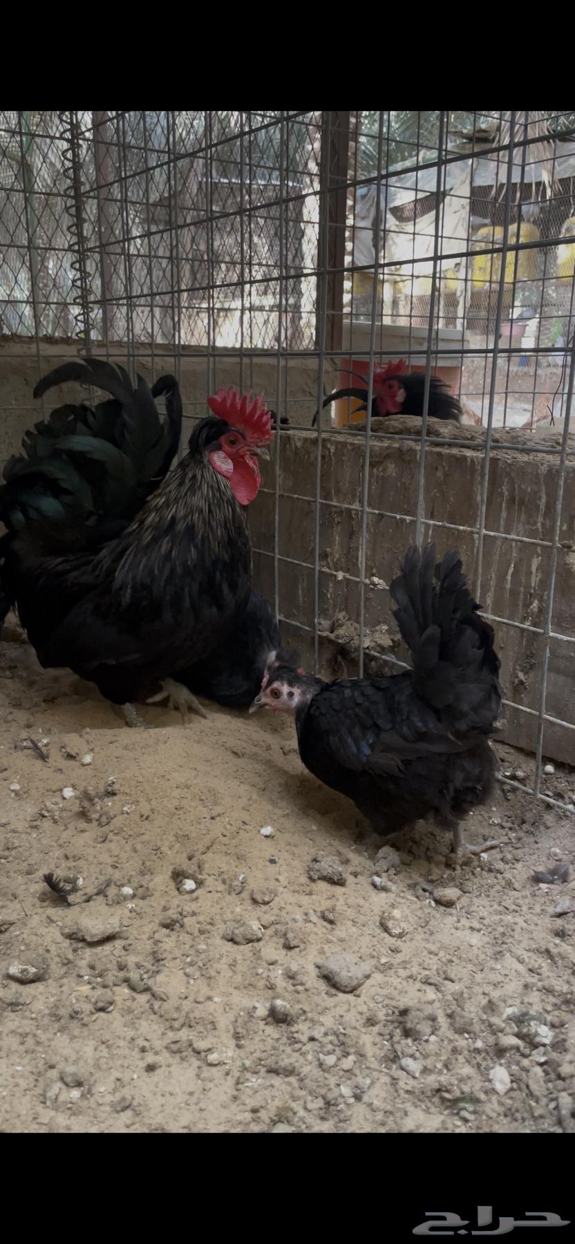 Chicken for sale63052484402946111
