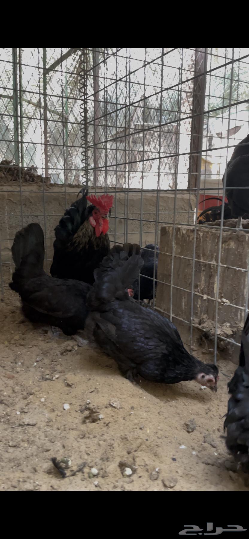 Chicken for sale63052484402946112