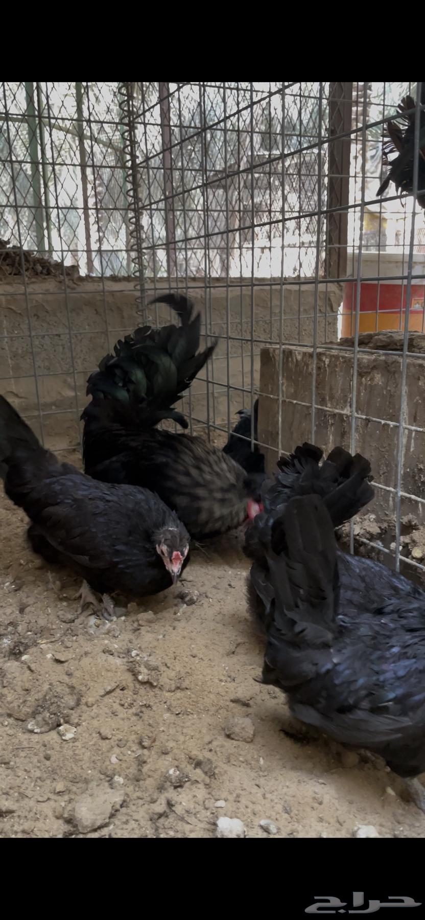 Chicken for sale63052484402946113