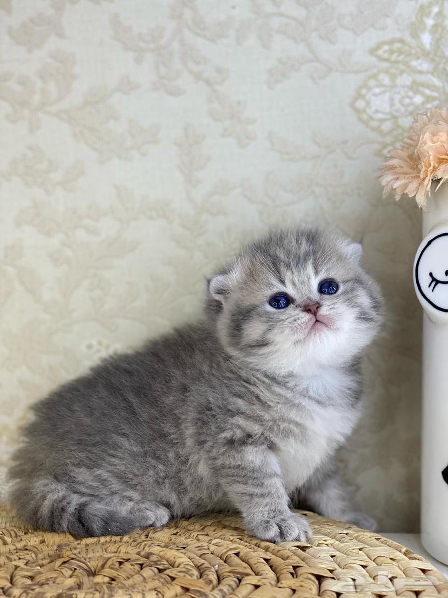 Kittens, small cats, a female cat, Scottish Shorthair63052053747842112