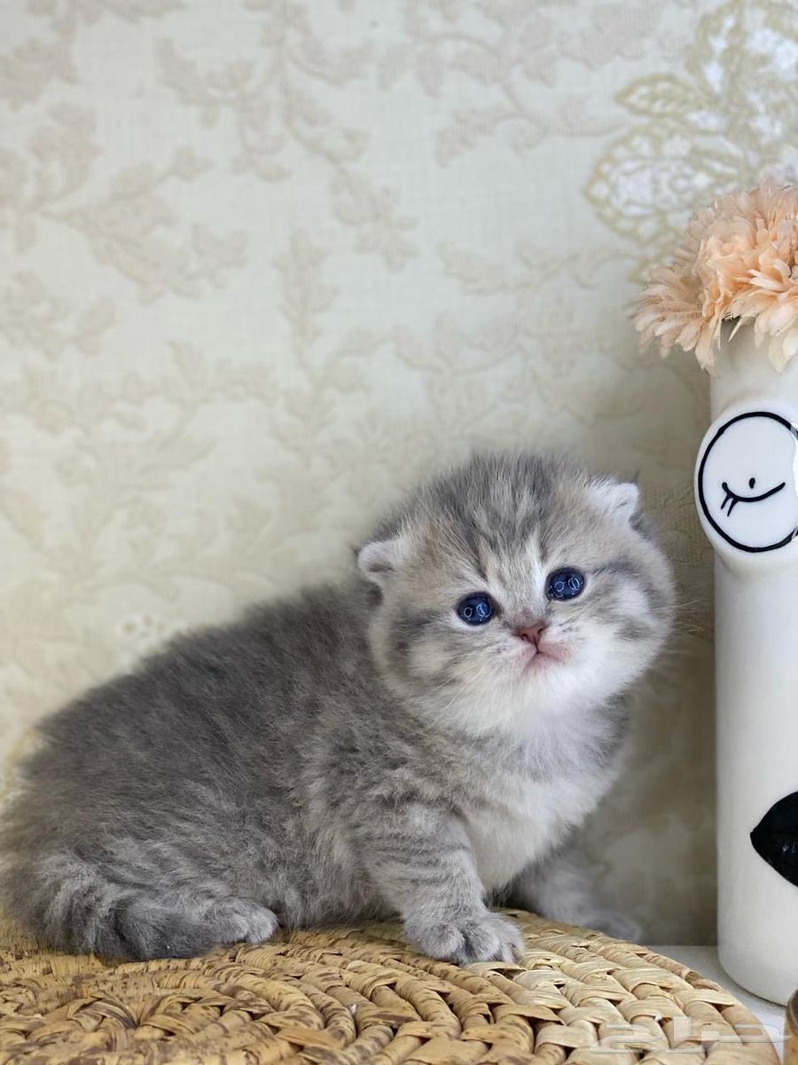 Kittens, small cats, a female cat, Scottish Shorthair63052053747842113