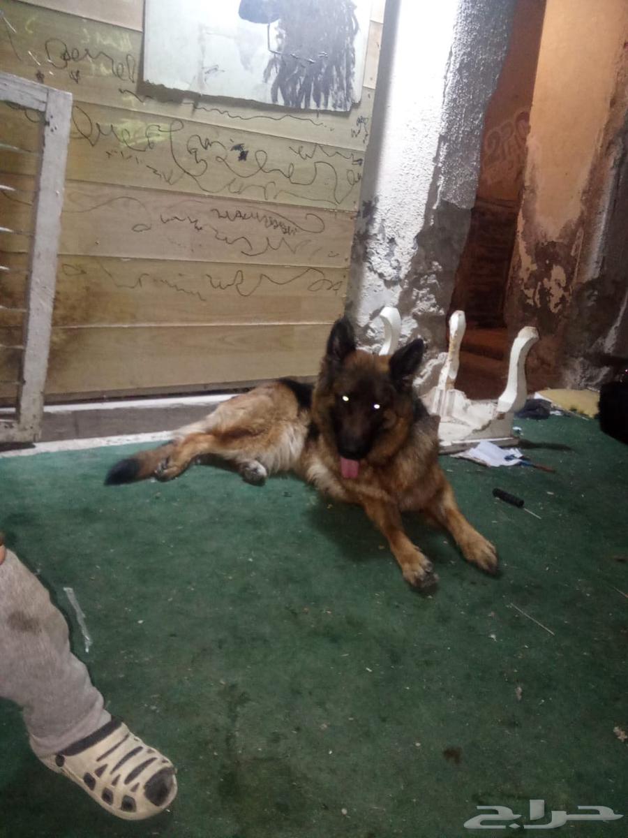 German Shepherd dog stored with the caretaker63149791359363112