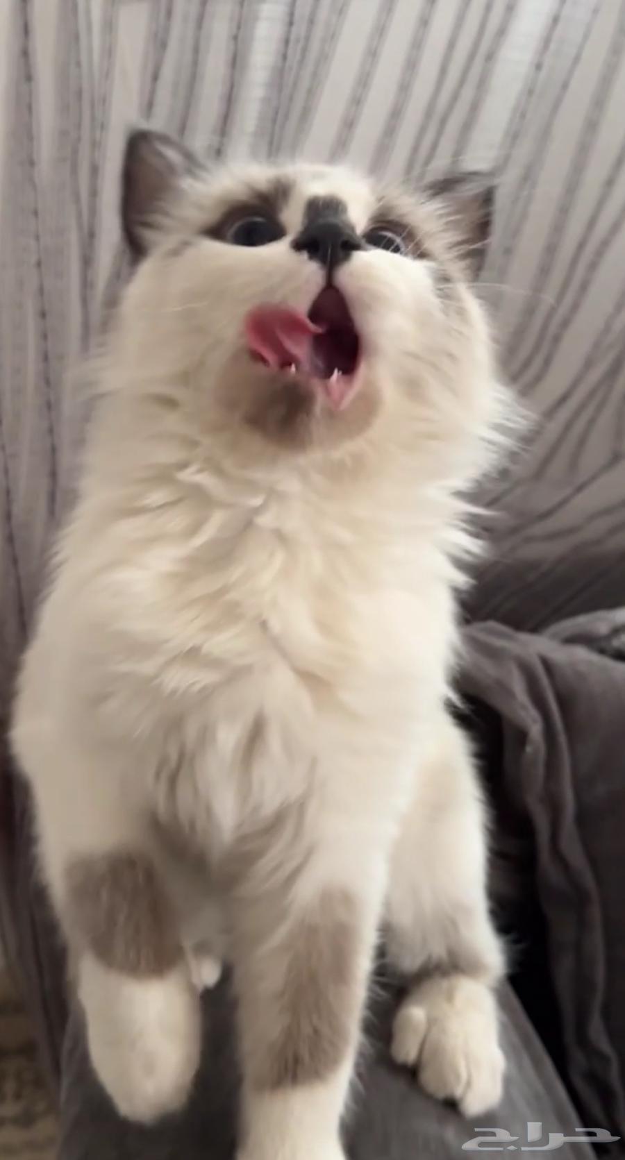 Cats for adoption630536623015711120