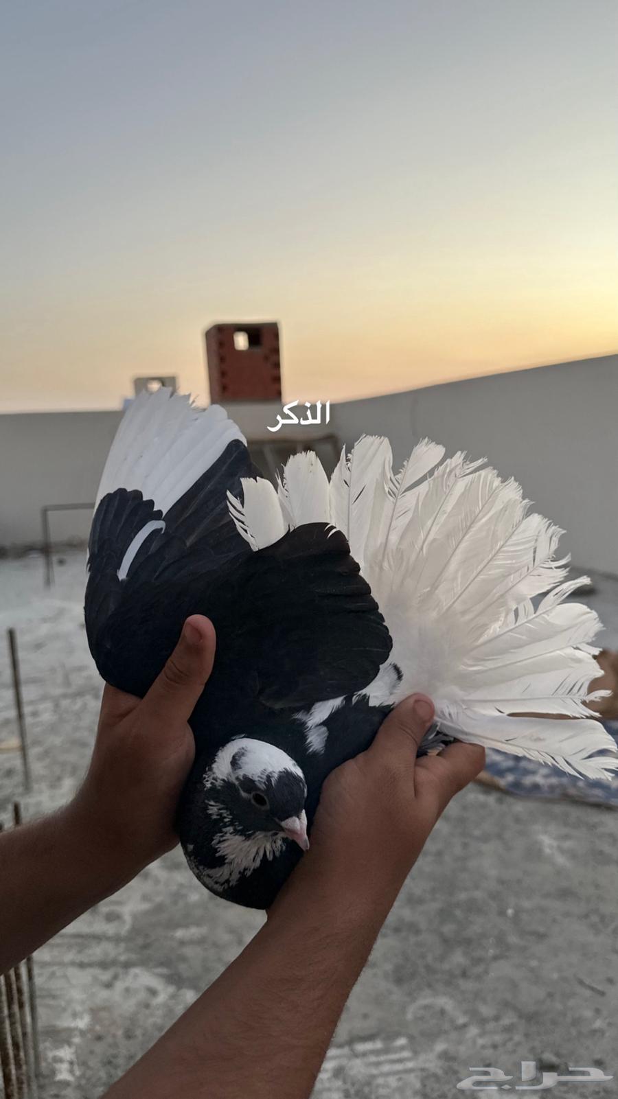 Show me the people of Al-Dara'a. Sold.63051242418179111