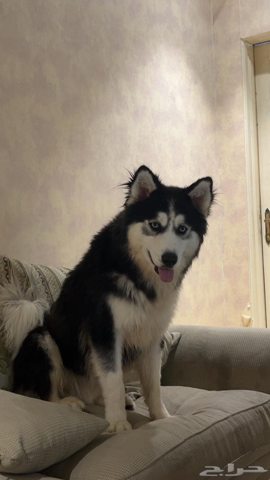 Purebred Huskies for sale63051210710786111