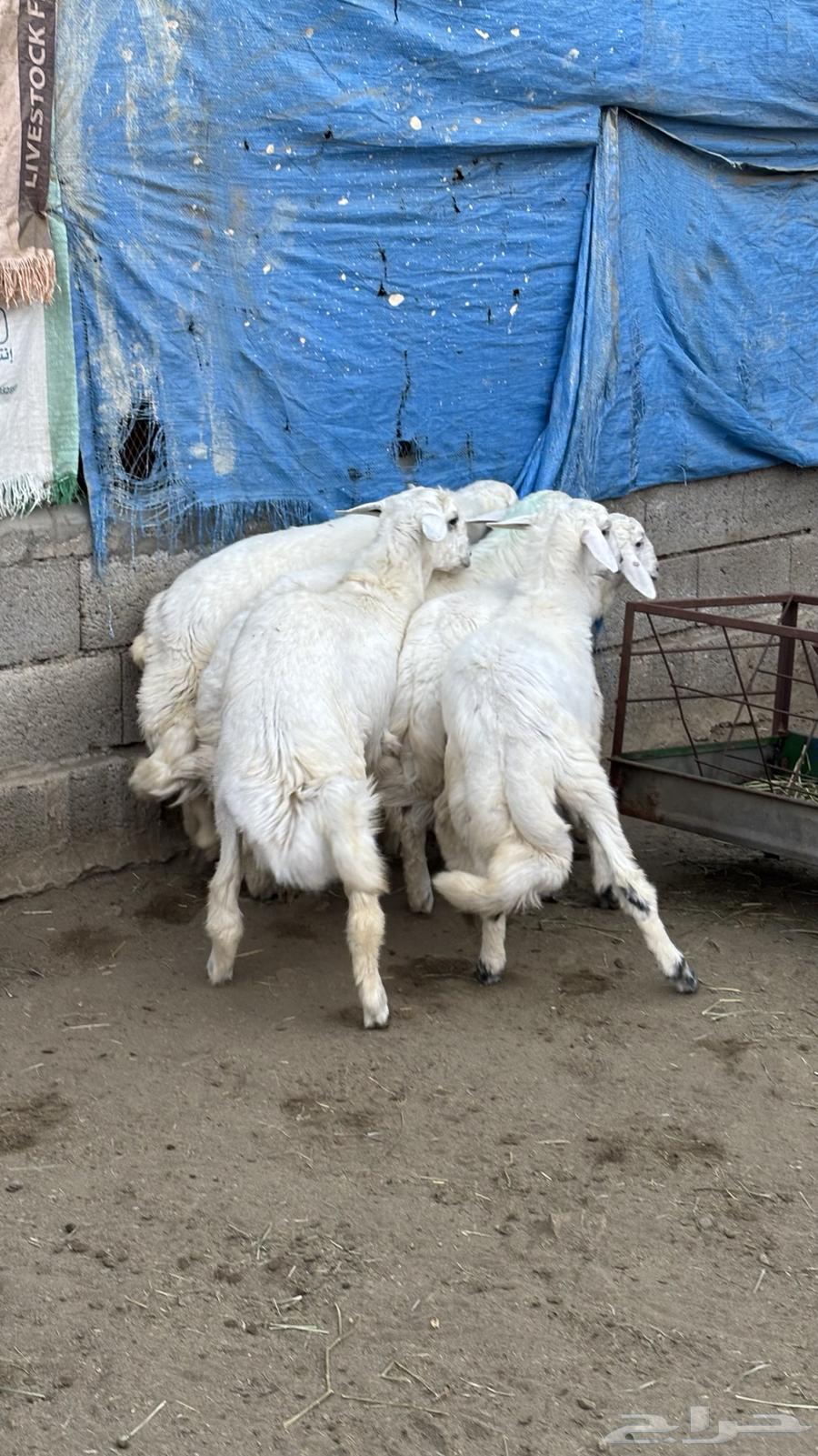 خرفان تيوس رخال63050448149761112