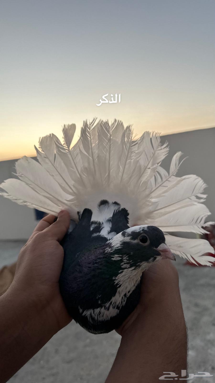 Show me the people of Al-Dara'a. Sold.63051242418179112