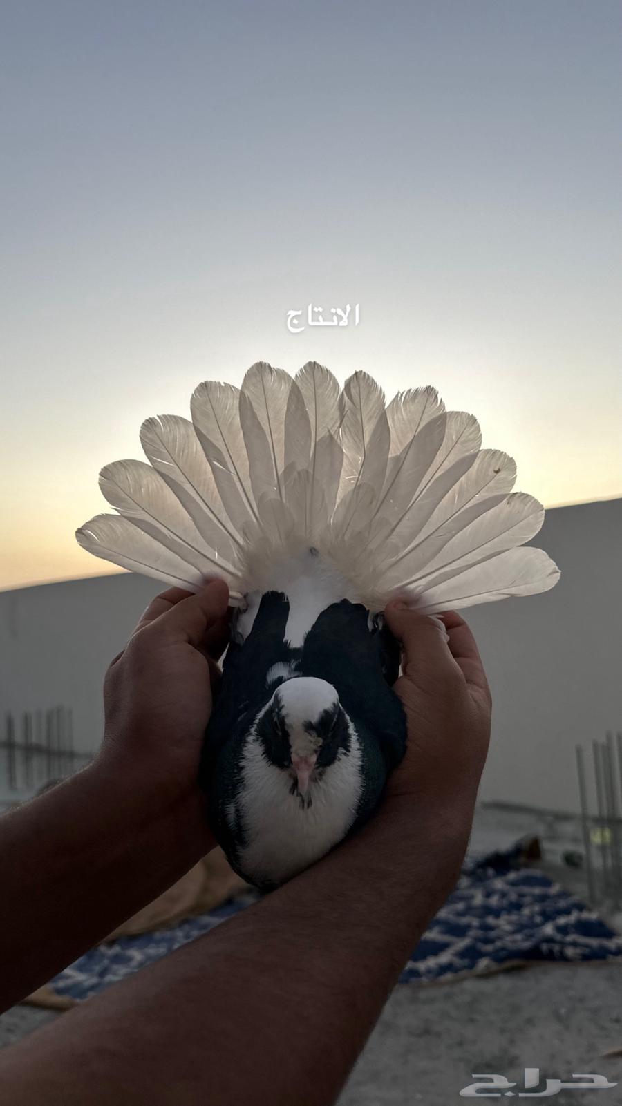 Show me the people of Al-Dara'a. Sold.63051242418179113