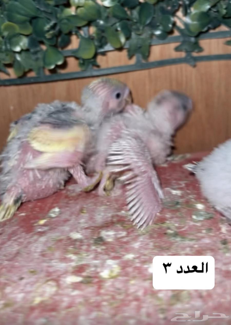 تم البيع630520691828511113