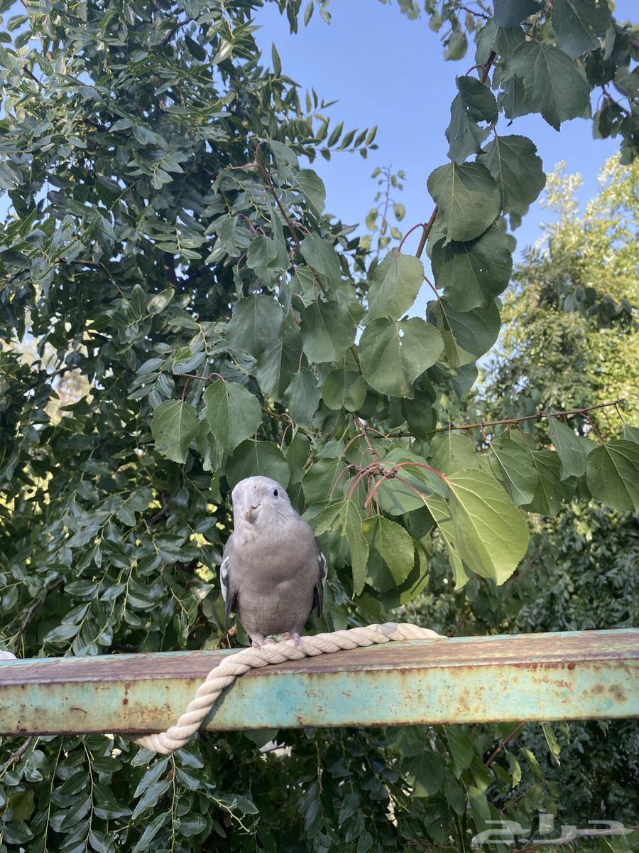 Speaking Crane Bird63051220896515112