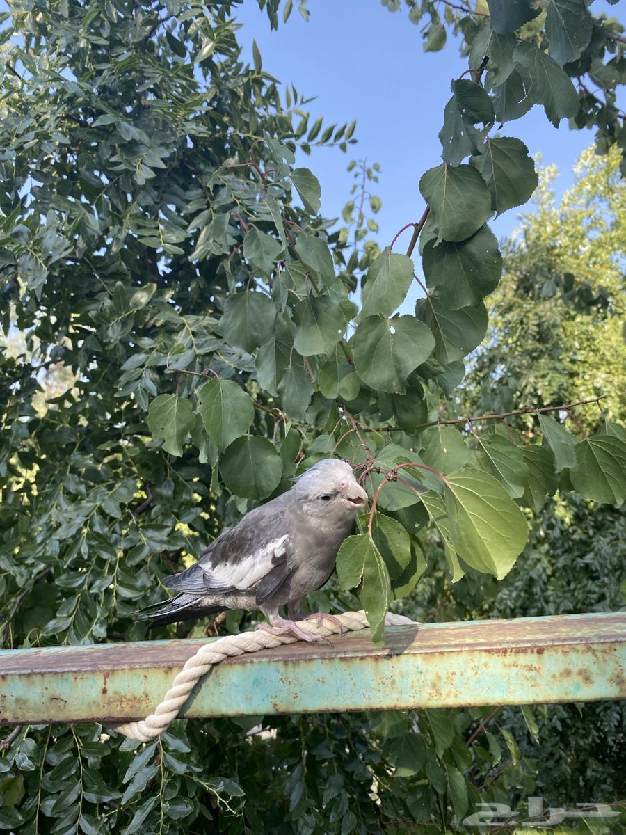 Speaking Crane Bird63051220896515113