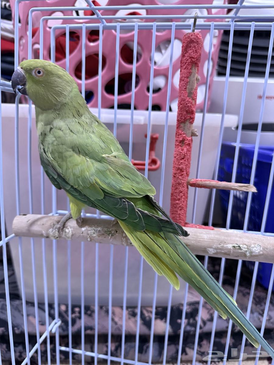 Female pearl63050419913475111