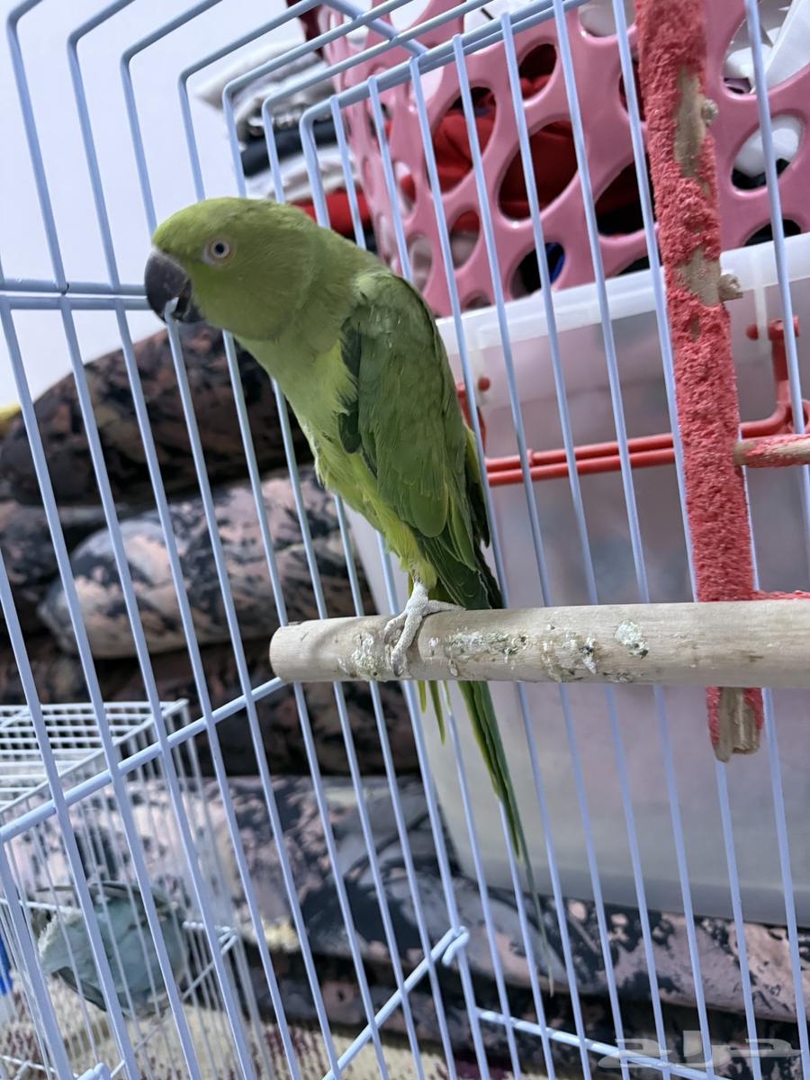Female pearl63050419913475112