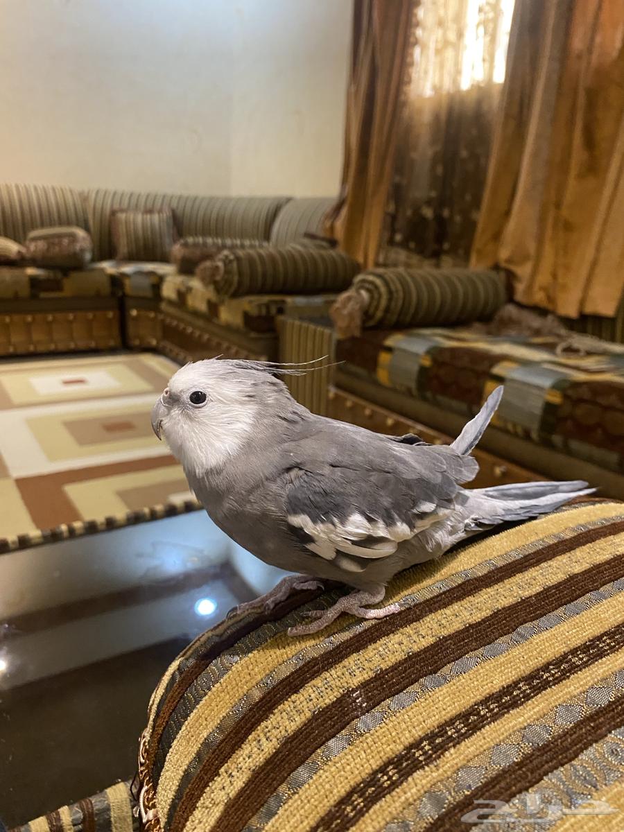 Speaking Crane Bird63051220896515111