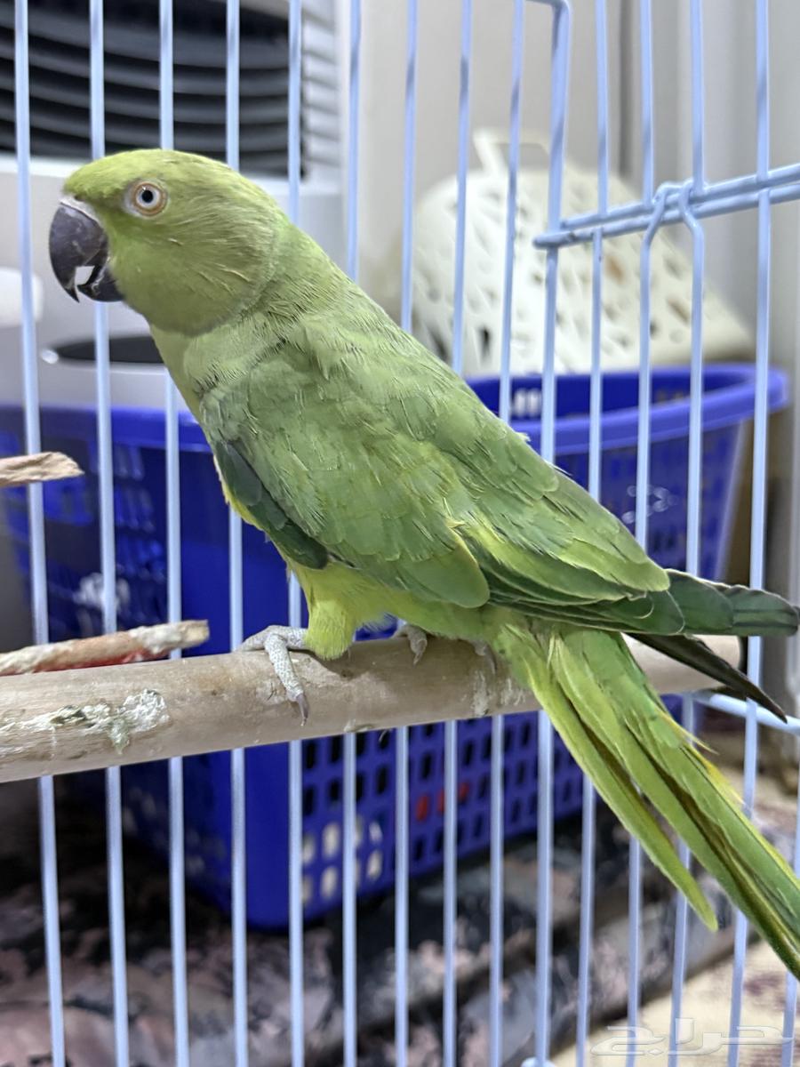 Female pearl63050419913475113
