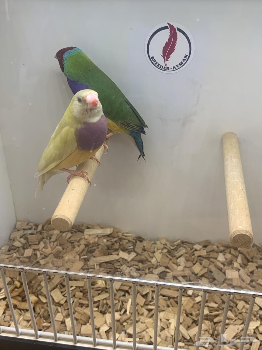 (Sold) For sale, productive and producing goldfinch seeds63051236871554111