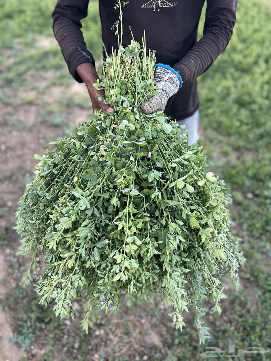 Clean clover without any weeds63049650858882114
