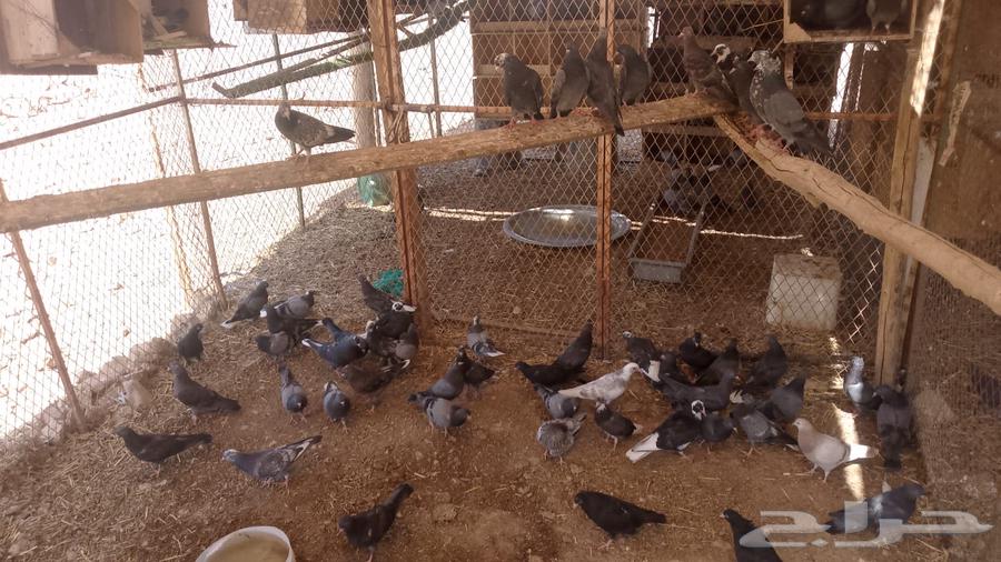 Qatifi cat bath is a problem. Salimah inherits Tony's problem, or is she every kind of nest?63051216124546111