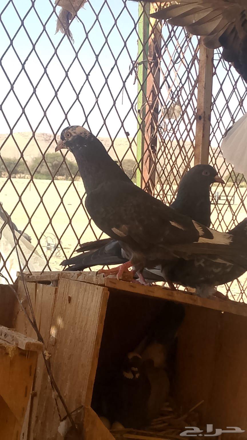 Qatifi cat bath is a problem. Salimah inherits Tony's problem, or is she every kind of nest?63051216124546114