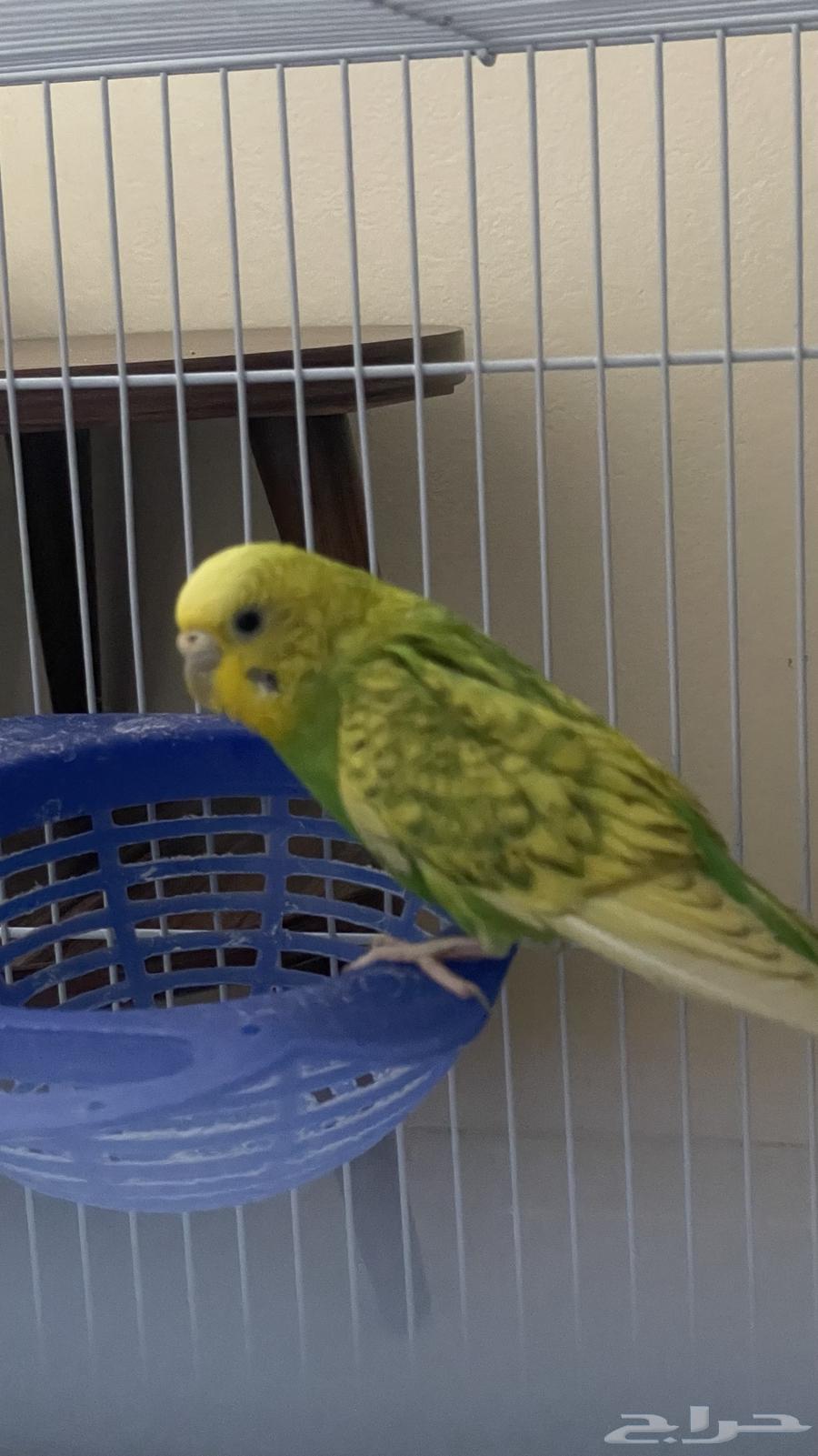 Love birds are pairs and another one, paradise birds of love63045420244353111