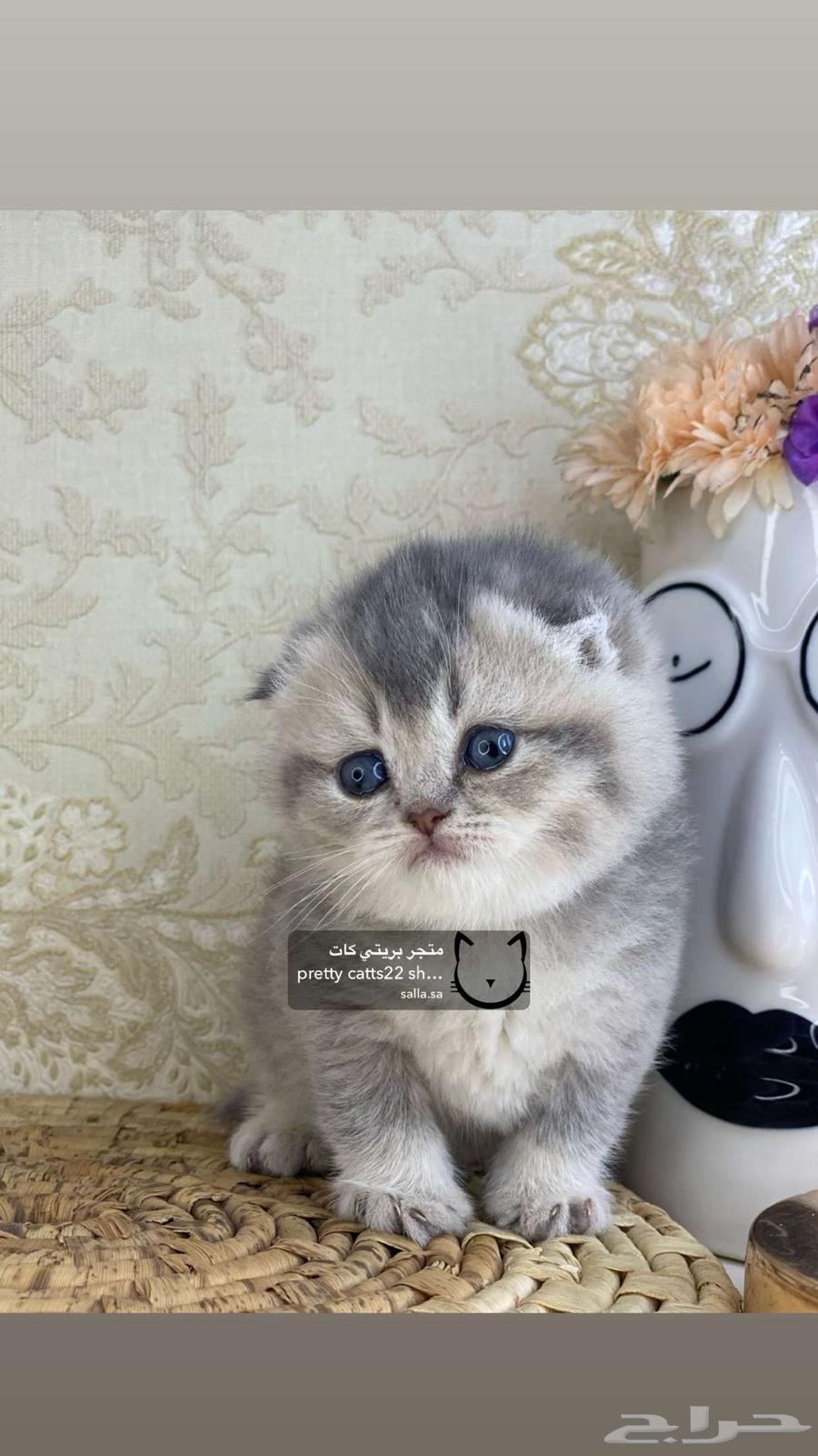 كيتن سكوتش فولد قطه قطوه قطط قط بيور مستورد كيتنز برتش cat63048537171201112