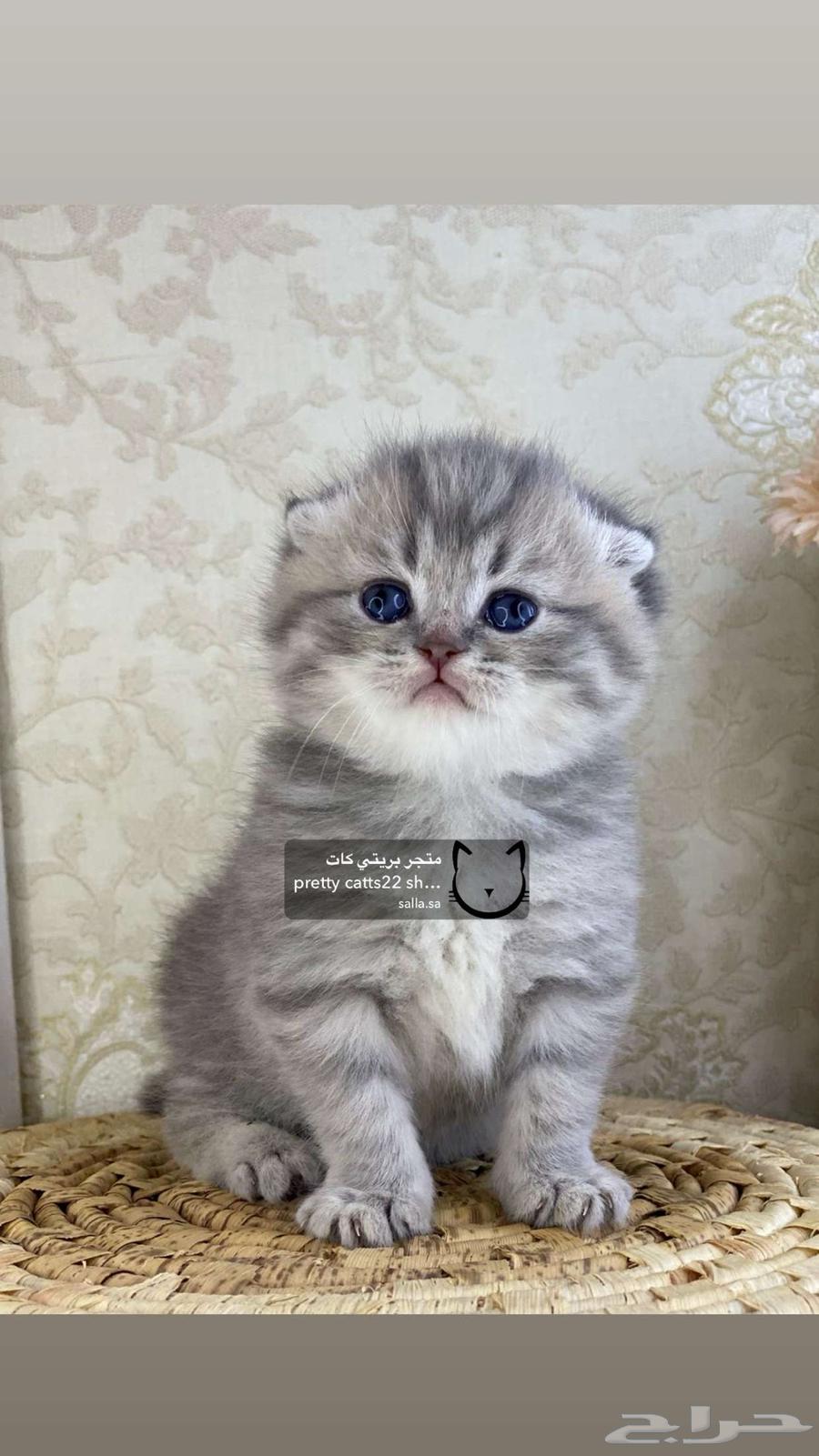كيتن سكوتش فولد قطه قطوه قطط قط بيور مستورد كيتنز برتش cat63048537171201111