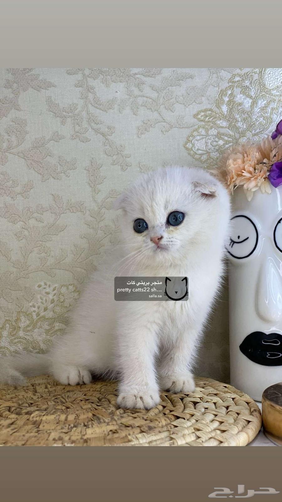 كيتن سكوتش فولد قطه قطوه قطط قط بيور مستورد كيتنز برتش cat63048537171201113