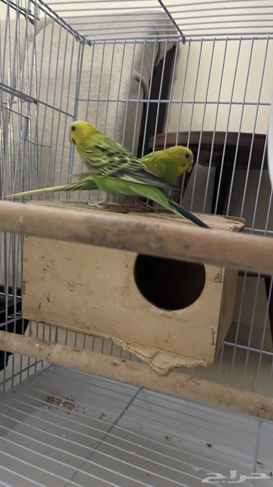 Love birds are pairs and another one, paradise birds of love63045420244353112