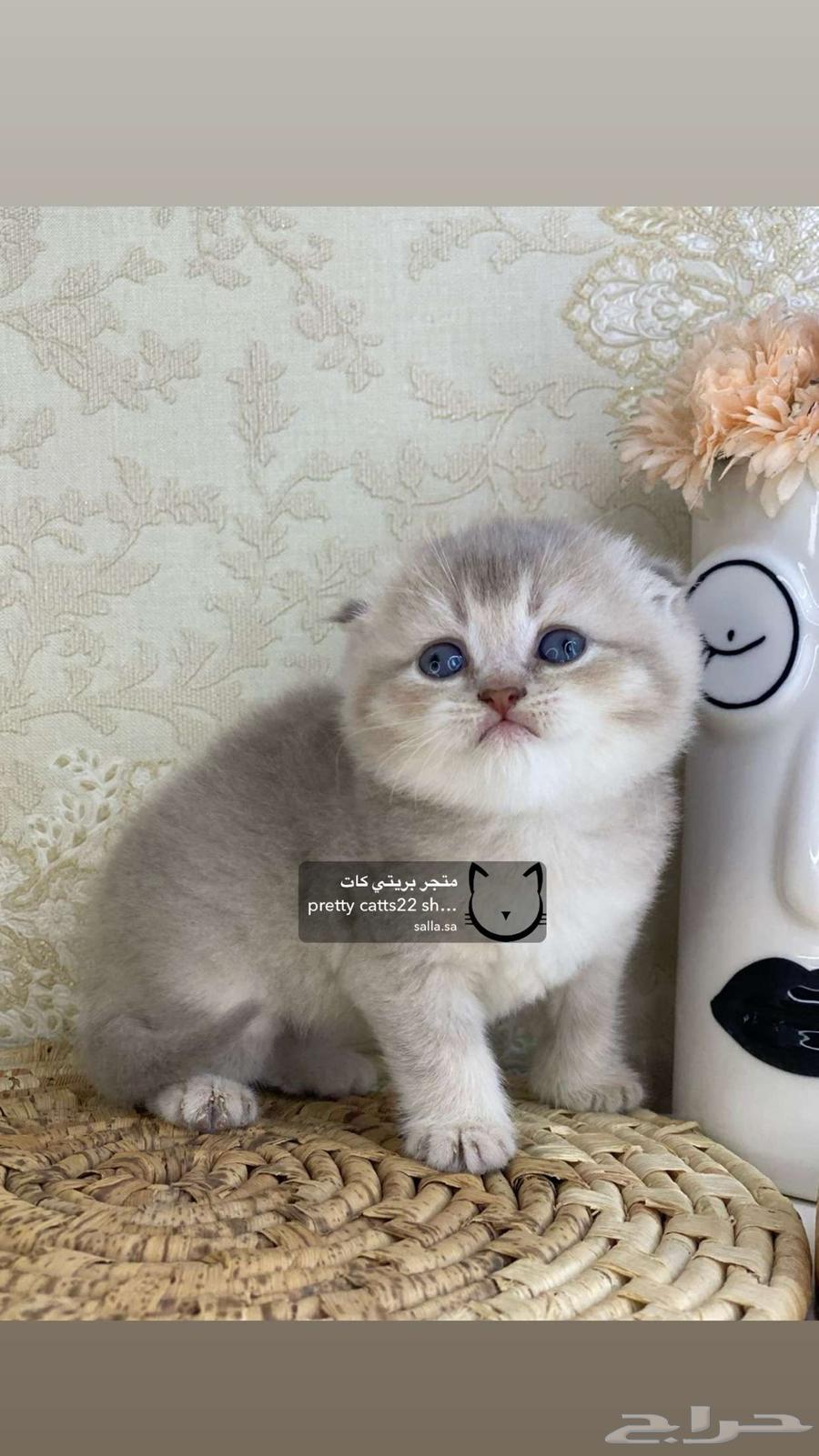 كيتن سكوتش فولد قطه قطوه قطط قط بيور مستورد كيتنز برتش cat63048537171201114