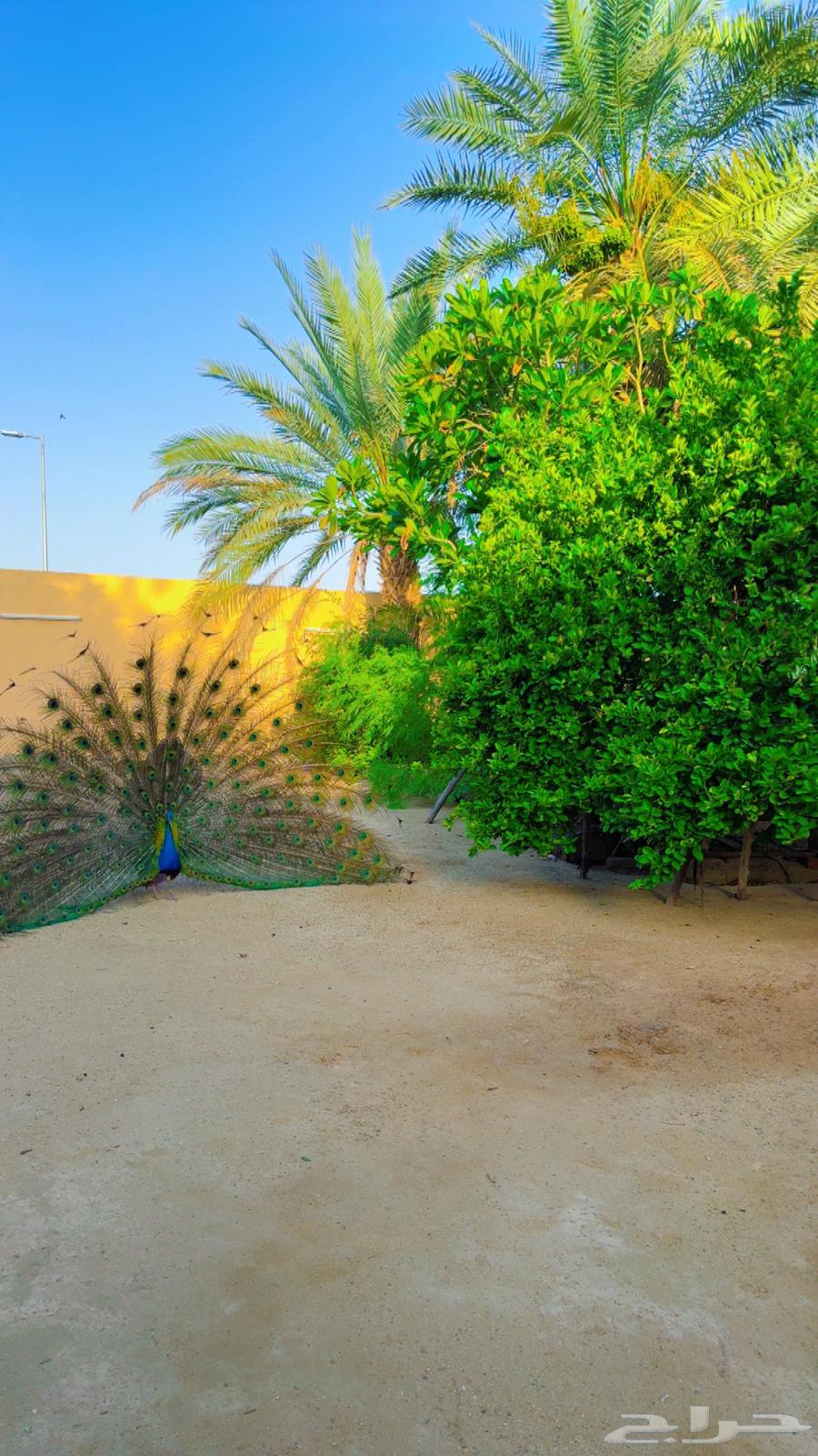 طاووس هندي630481749937951125