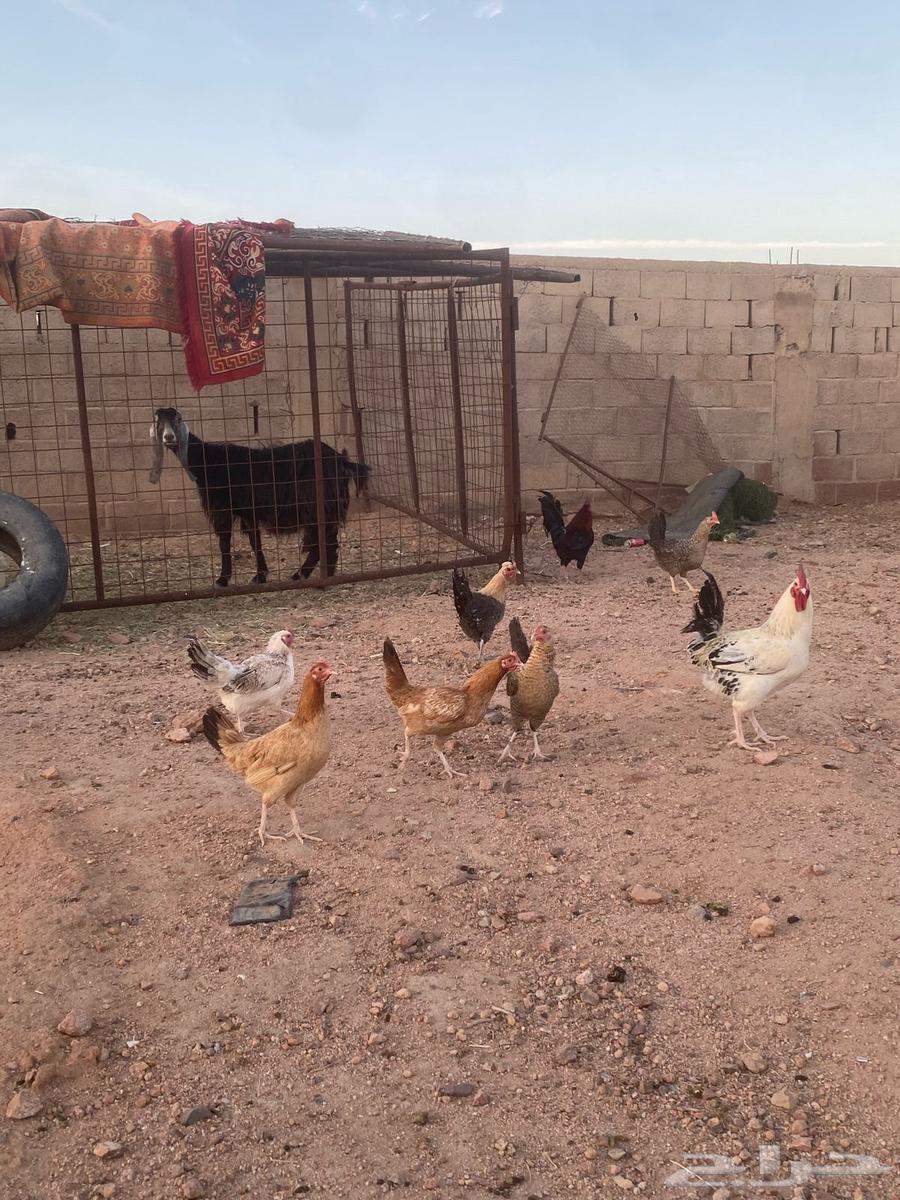 للبيع دجاج بلدي فواتح63048234402050113