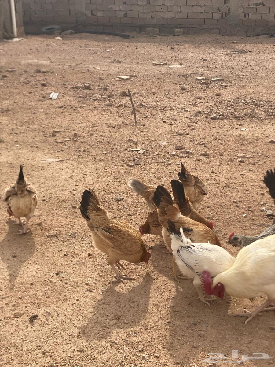 للبيع دجاج بلدي فواتح63048234402050114