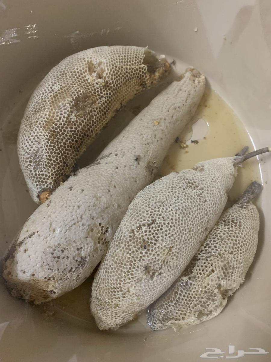 عسل طبيعي63048261899649113