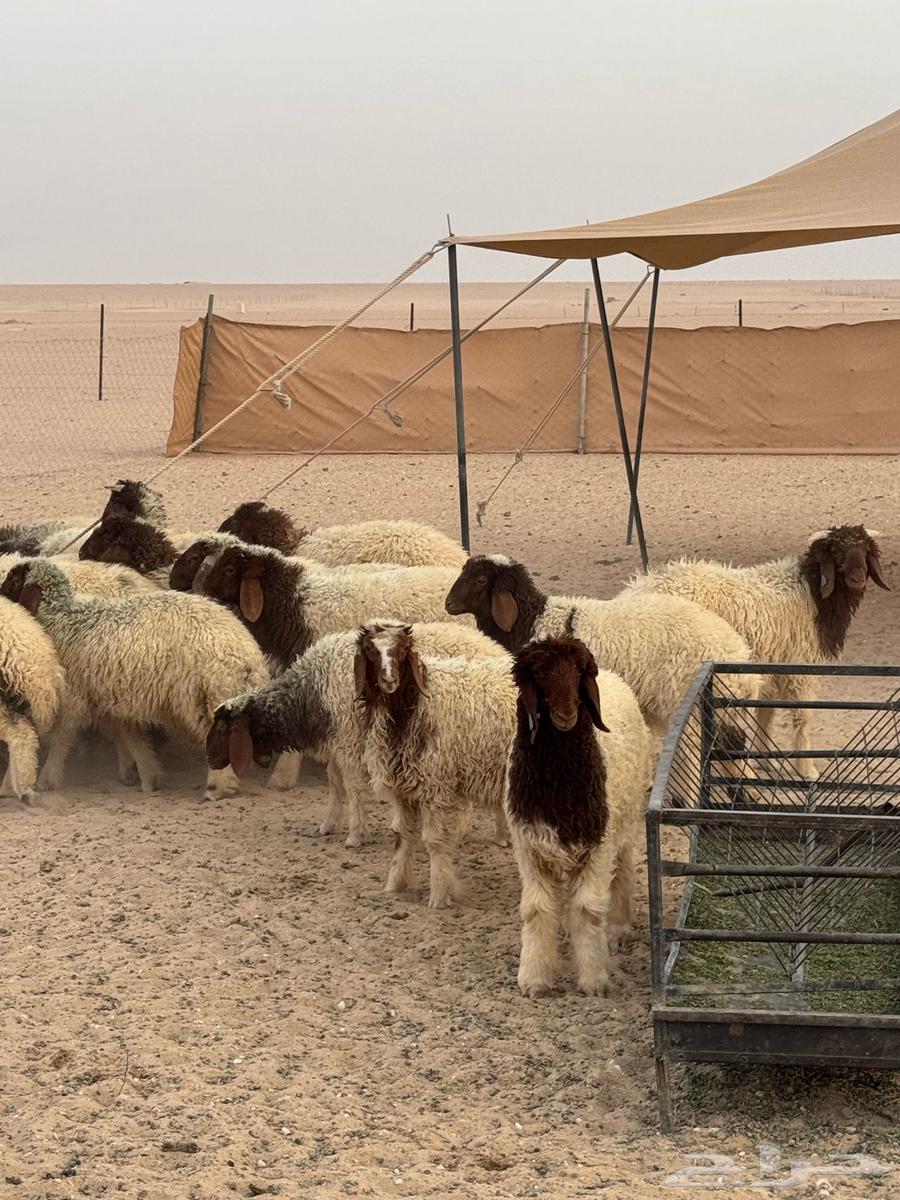 طليان ذبايح جملة وتفريد63048199135234112