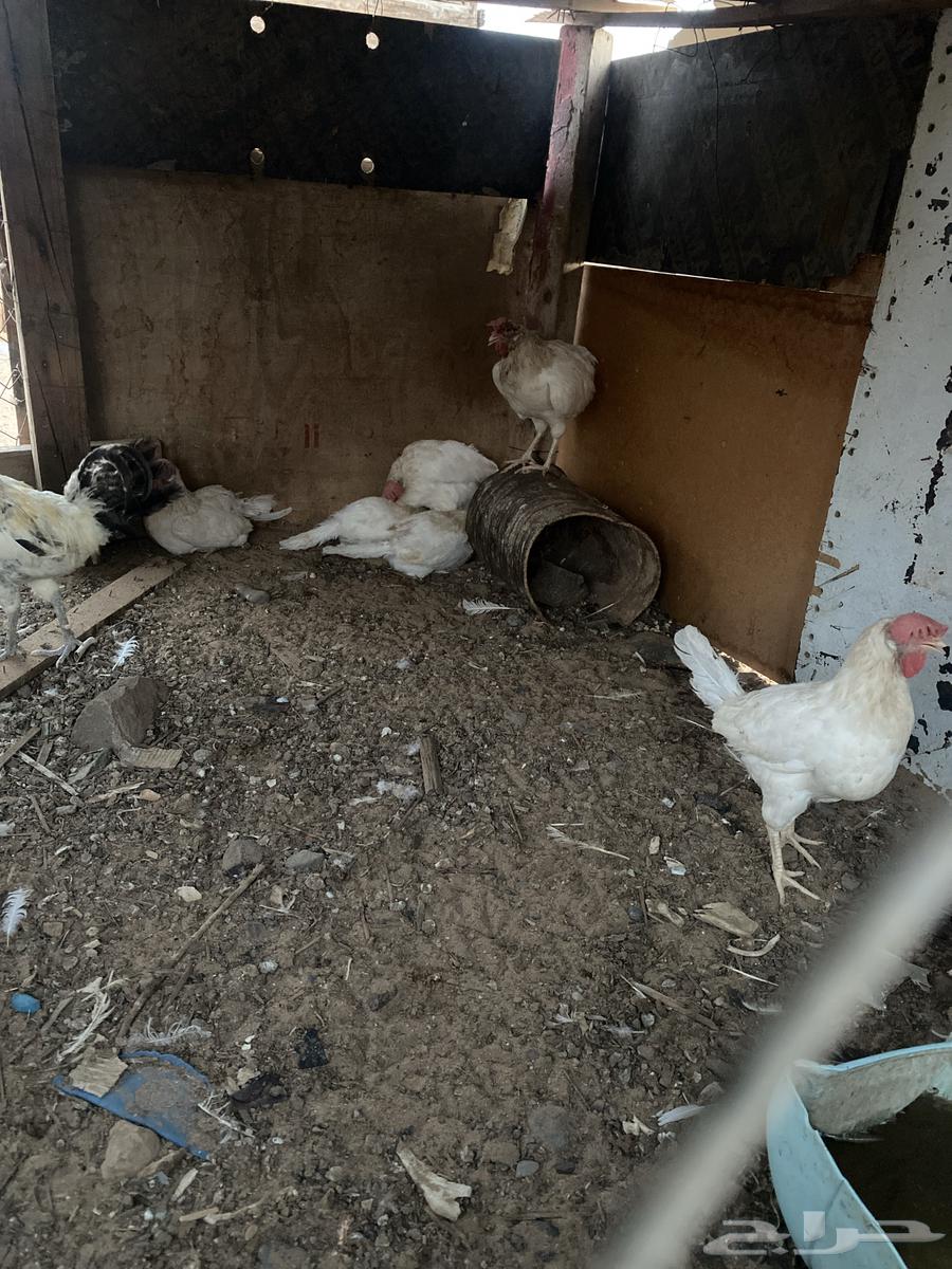 Chicken for sale630482679837471119