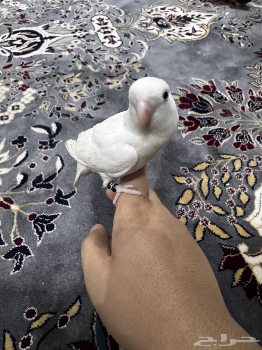 Bird day63058815585537114