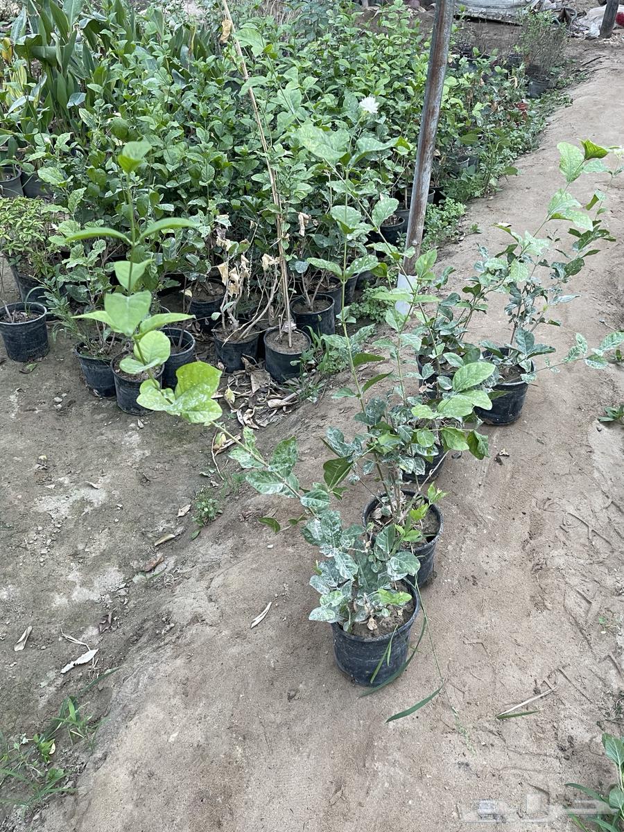 Shatelat full razqi63470341384962114